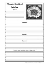 Pflanzensteckbrief-Nelke-SW.pdf